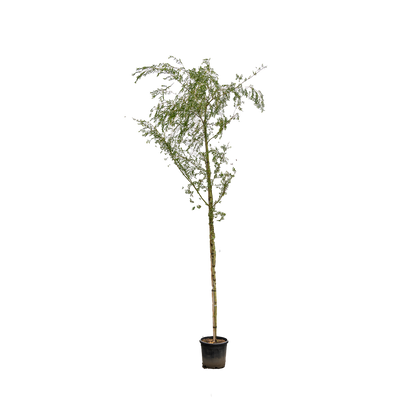 Gele Treurwilg | Salix sepulcralis 'Chrysocoma'