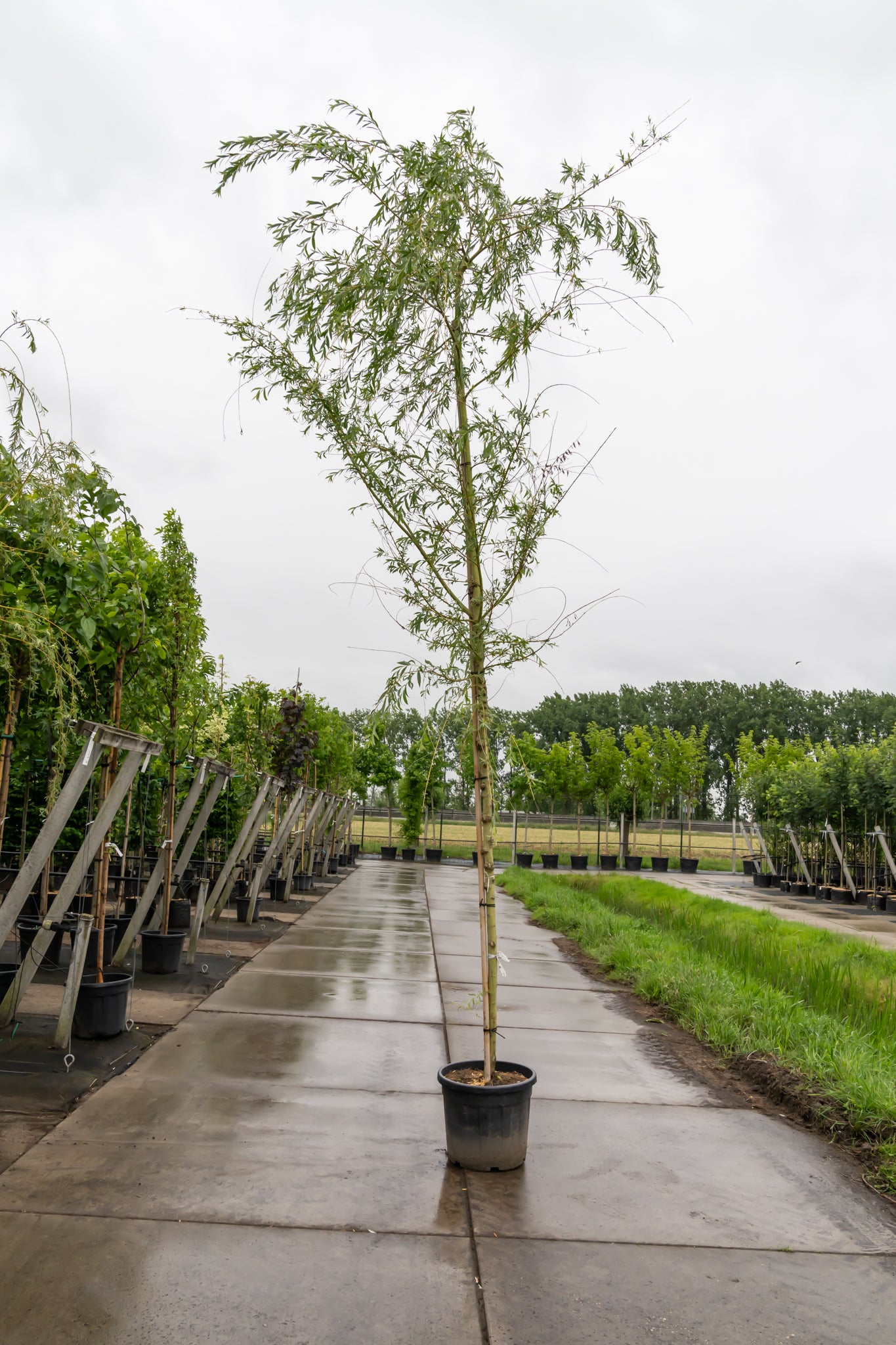 Gele Treurwilg | Salix sepulcralis 'Chrysocoma'