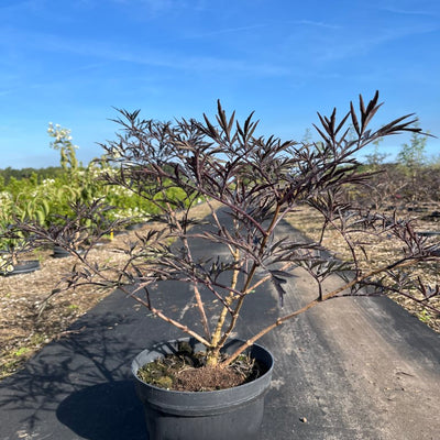 Zwarte vlier | Sambucus nigra 'Black Beauty'