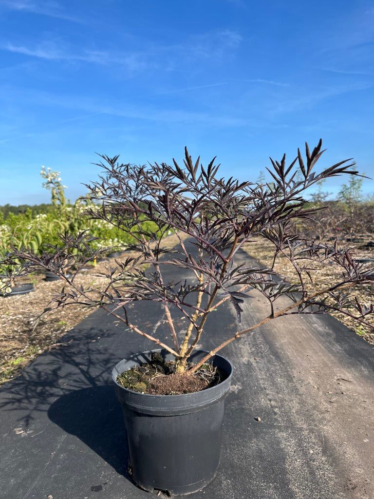 Zwarte vlier | Sambucus nigra 'Black Beauty'