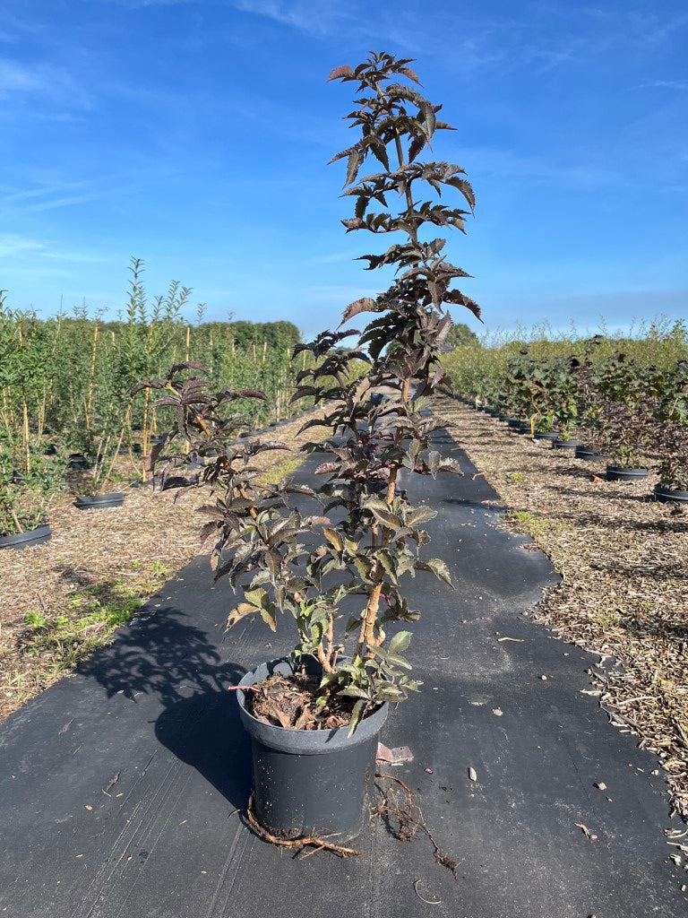 Zwarte vlier | Sambucus nigra 'Black Tower'