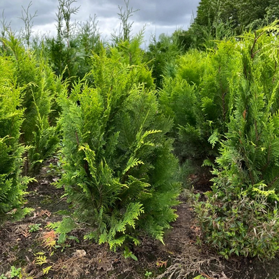 Schijncipres | Chamaecyparis lawsoniana 'Ivonne'