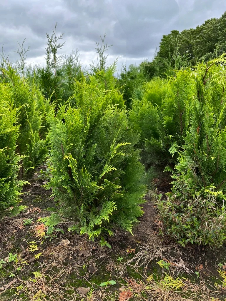 Schijncipres | Chamaecyparis lawsoniana 'Ivonne'
