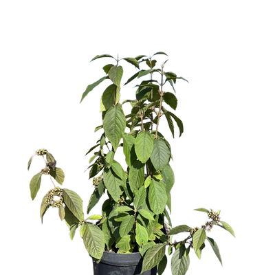 Schoonvrucht | Callicarpa bodinieri 'Profusion'