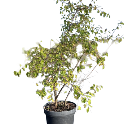 Sleedoorn | Prunus spinosa