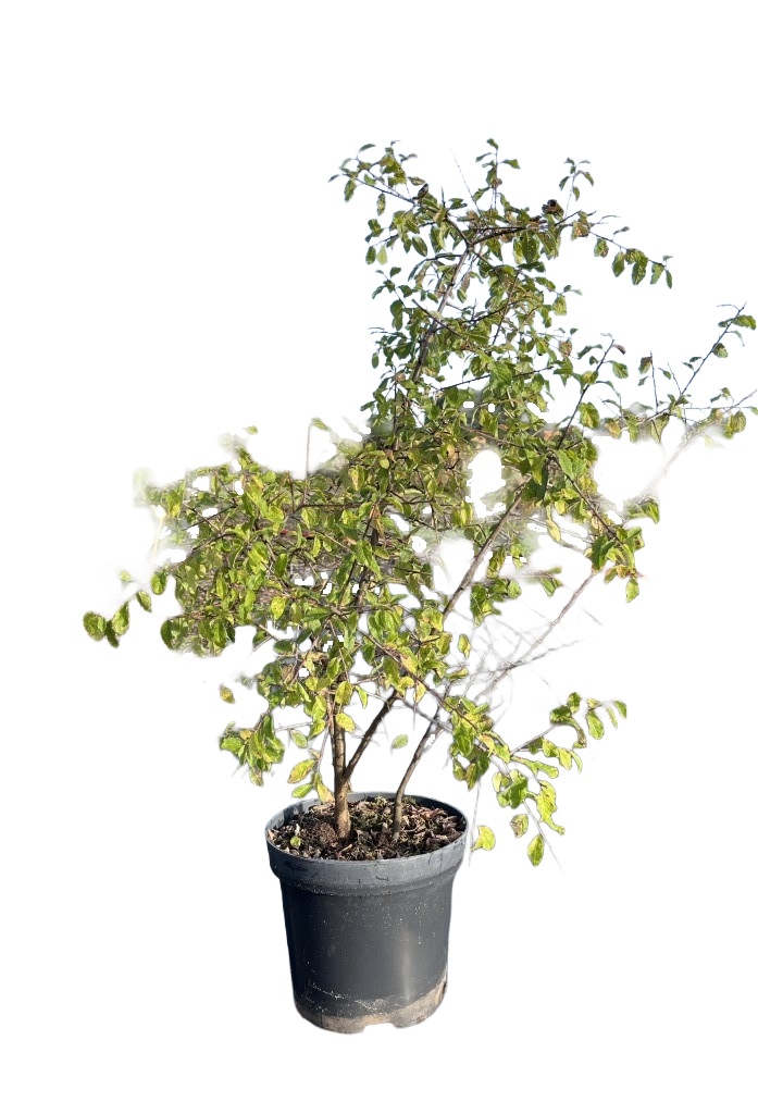 Sleedoorn | Prunus spinosa