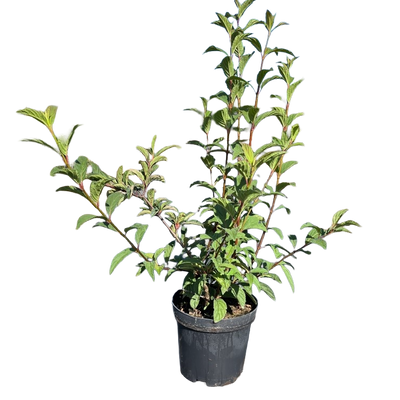 Sneeuwbal | Viburnum bodnantense 'Charles Lamont'