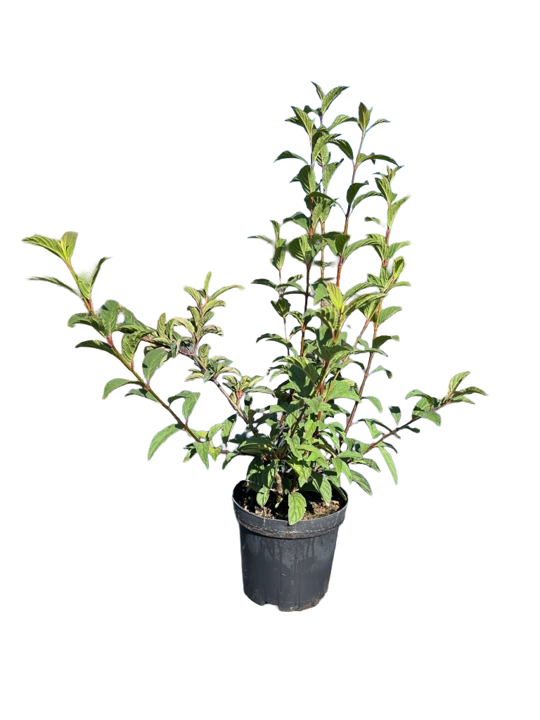 Sneeuwbal | Viburnum bodnantense 'Charles Lamont'