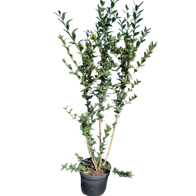 Sneeuwbal | Viburnum bodnantense 'Dawn'