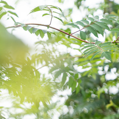 Lijsterbes 'Sunshine' | Sorbus 'Sunshine'