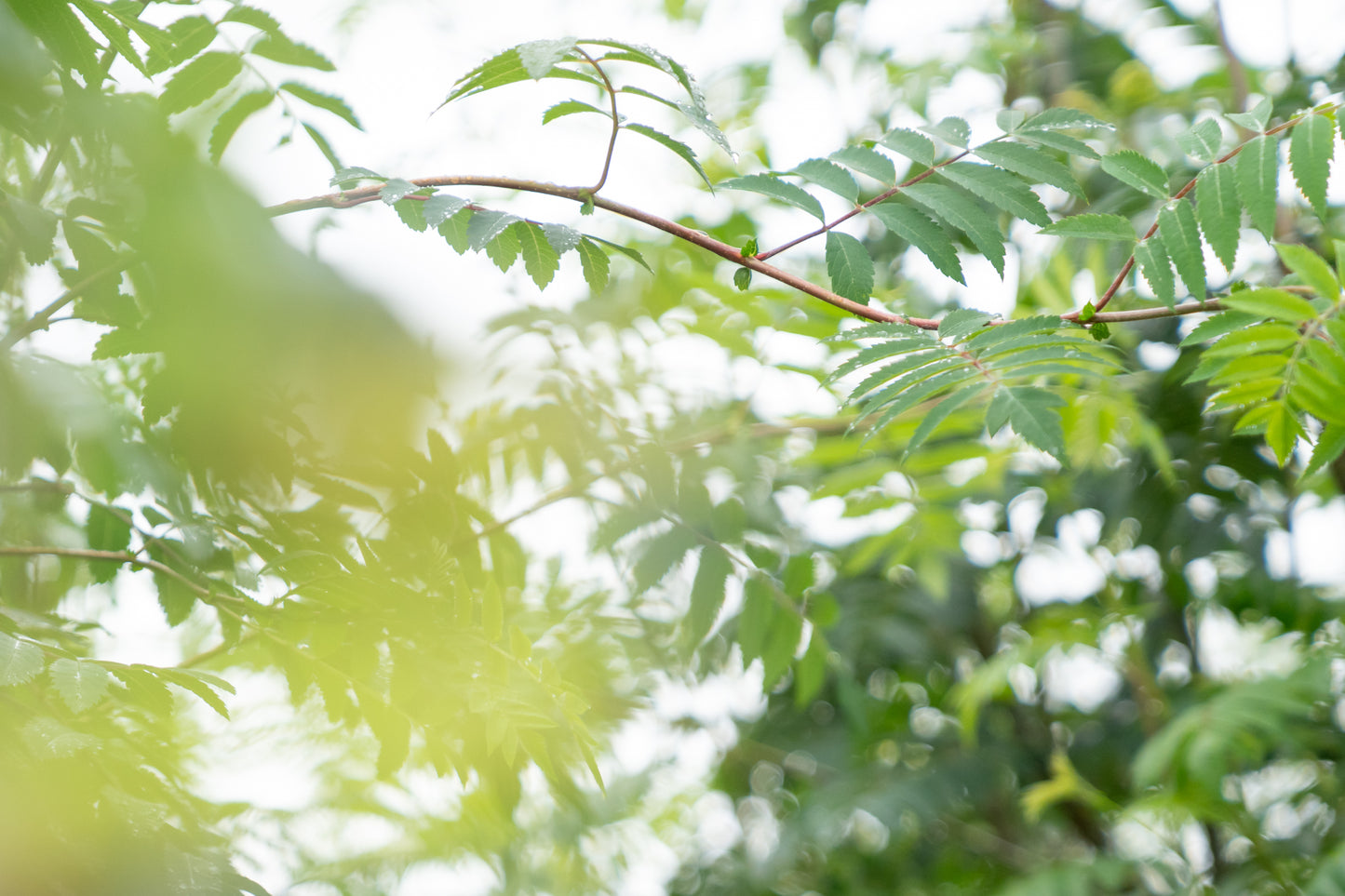 Lijsterbes 'Sunshine' | Sorbus 'Sunshine'