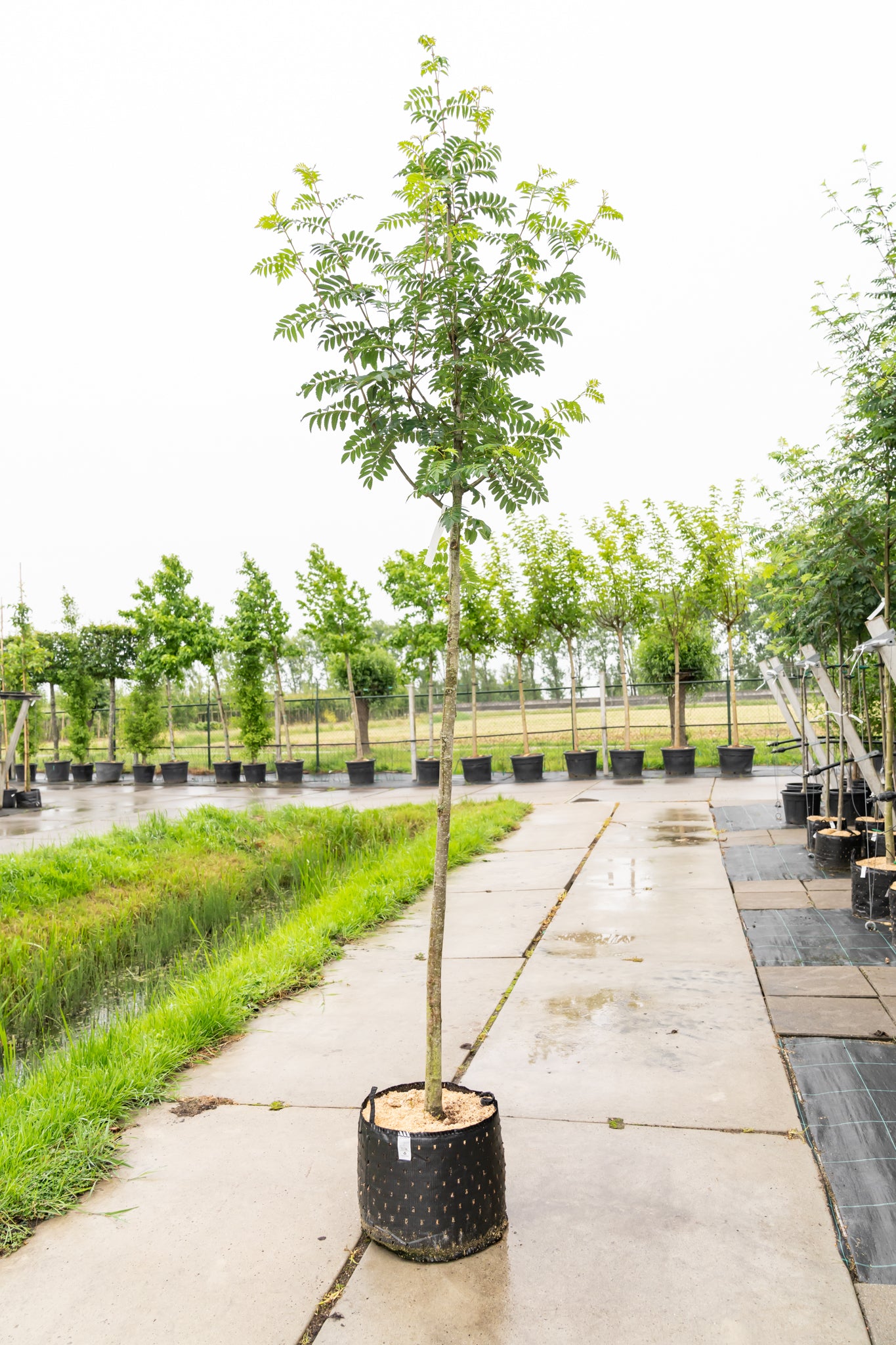 Lijsterbes 'Sunshine' | Sorbus 'Sunshine'