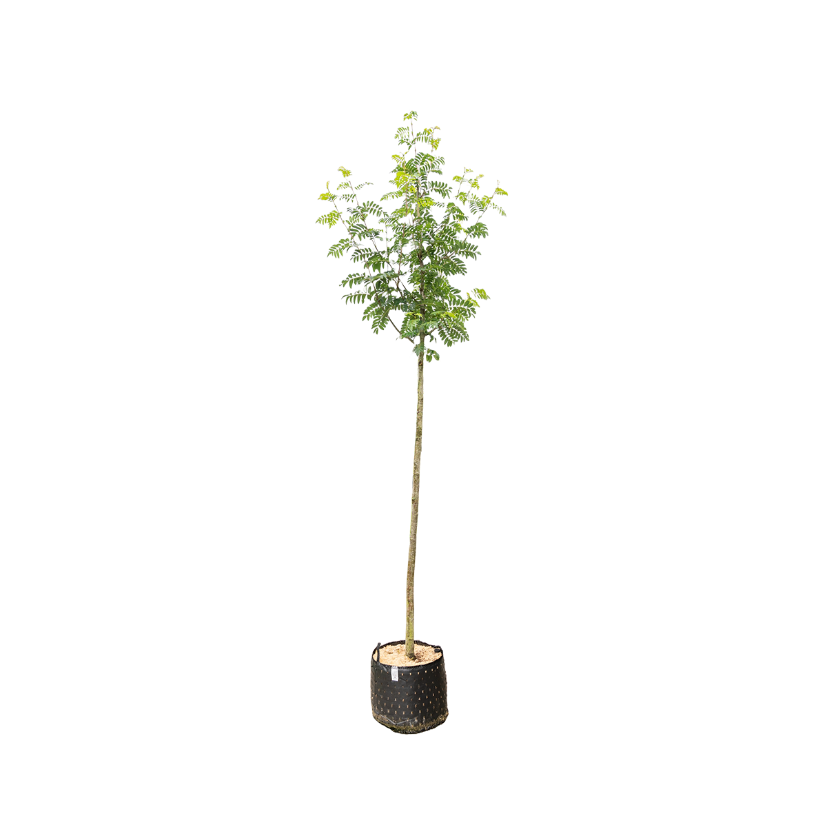 Lijsterbes 'Sunshine' | Sorbus 'Sunshine'
