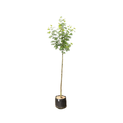 Lijsterbes 'Sunshine' | Sorbus 'Sunshine'