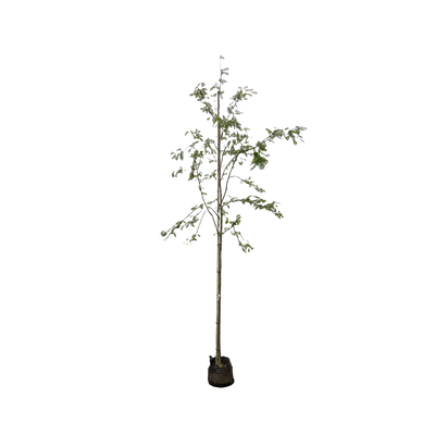 Lijsterbes 'White Wax' | Sorbus arn. 'White Wax'