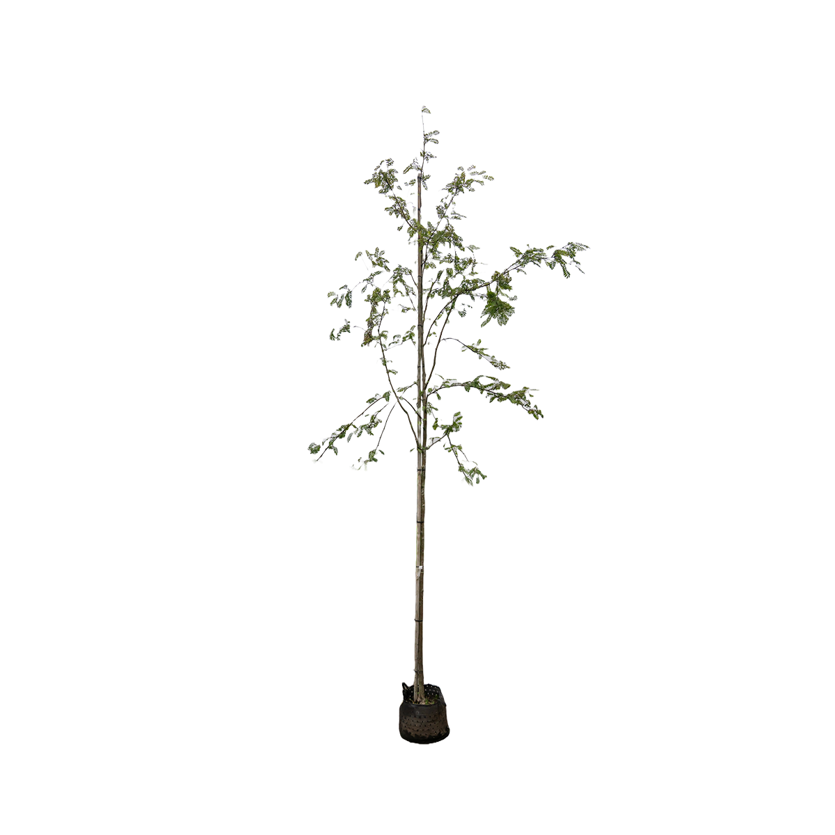 Lijsterbes 'White Wax' | Sorbus arn. 'White Wax'
