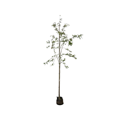 Lijsterbes 'White Wax' | Sorbus arn. 'White Wax'