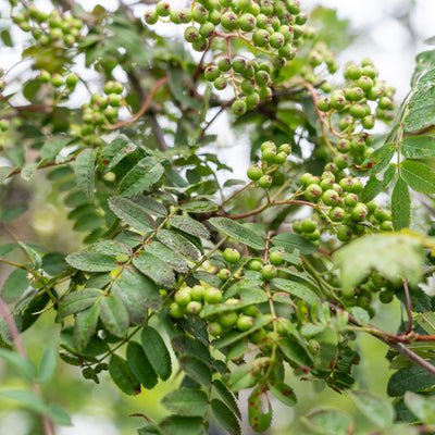Lijsterbes 'White Wax' | Sorbus arn. 'White Wax'