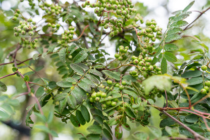 Lijsterbes 'White Wax' | Sorbus arn. 'White Wax'