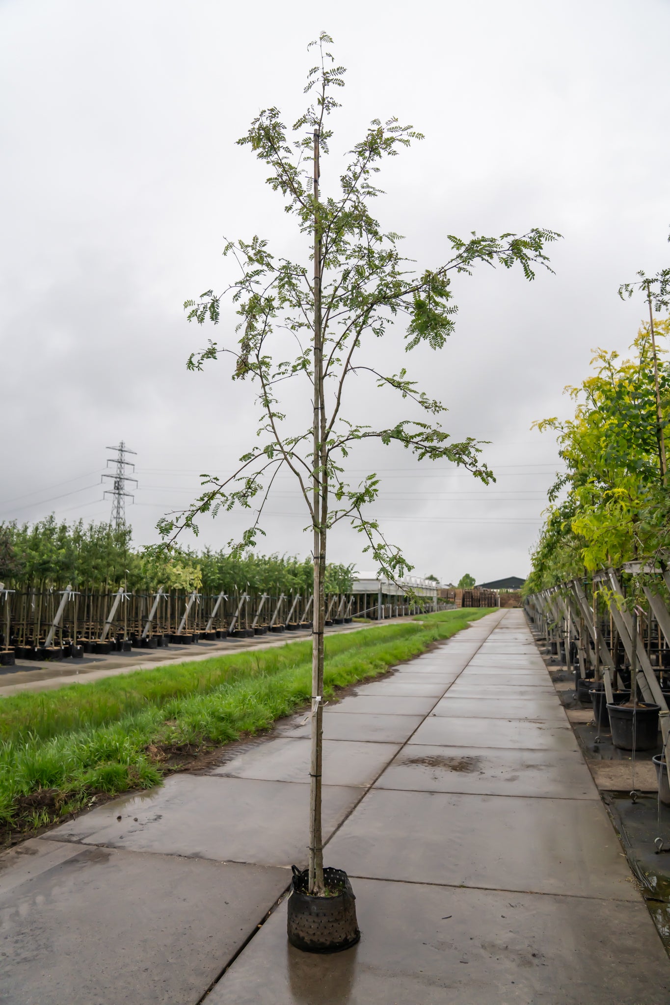 Lijsterbes 'White Wax' | Sorbus arn. 'White Wax'