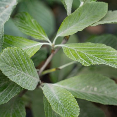 Meelbes | Sorbus aria 'Lutescens'