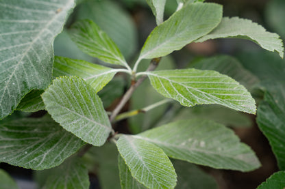 Meelbes | Sorbus aria 'Lutescens'