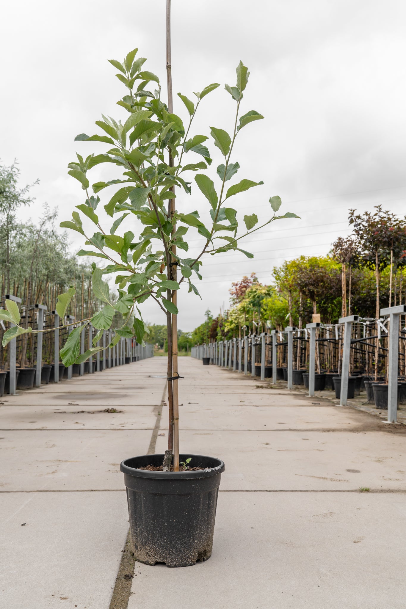 Meelbes | Sorbus aria 'Lutescens'