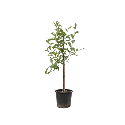 Meelbes | Sorbus aria 'Lutescens'