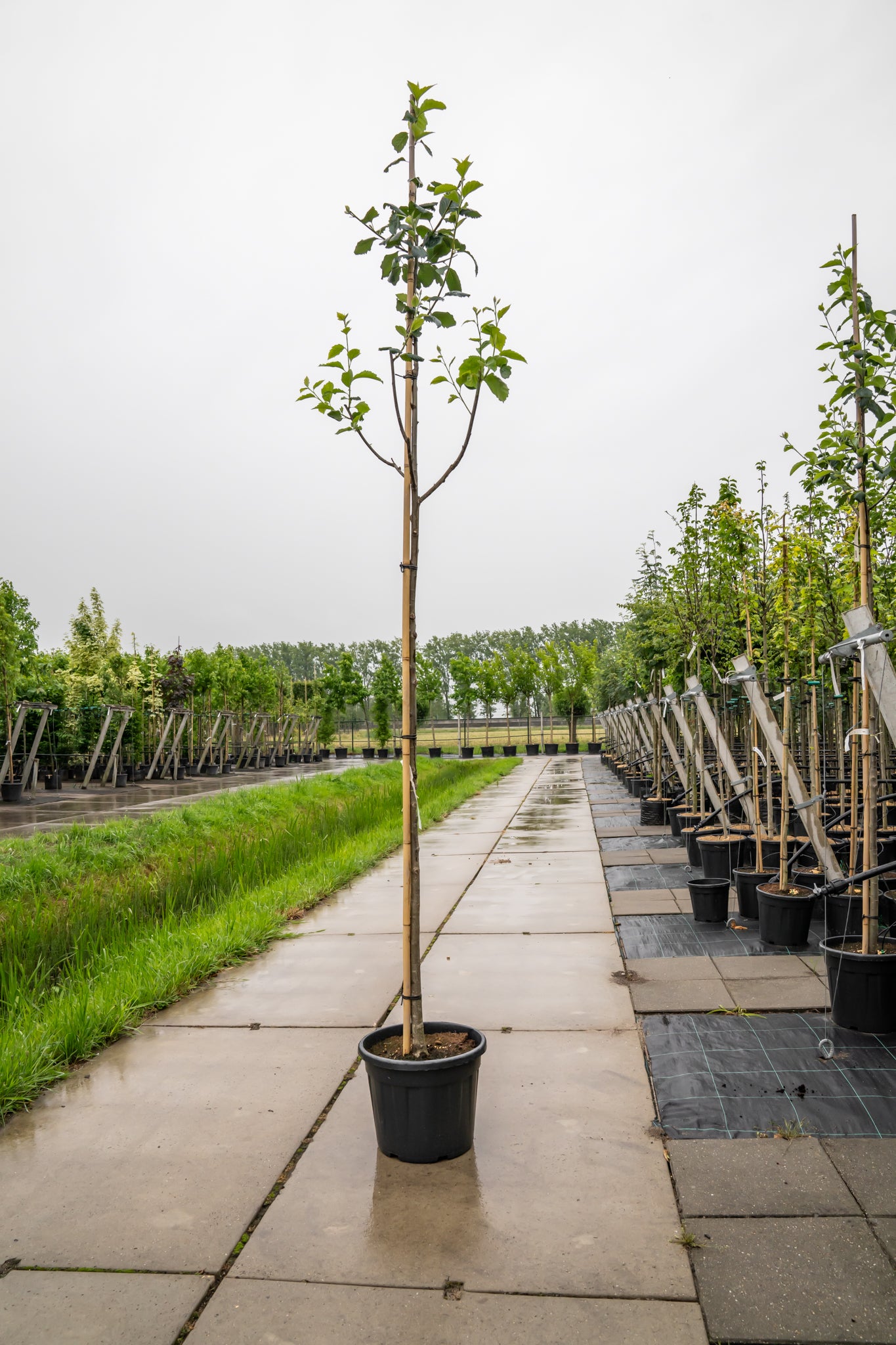 Lijsterbes 'Henk Vink' | Sorbus latifolia 'Henk Vink'
