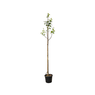 Lijsterbes 'Henk Vink' | Sorbus latifolia 'Henk Vink'