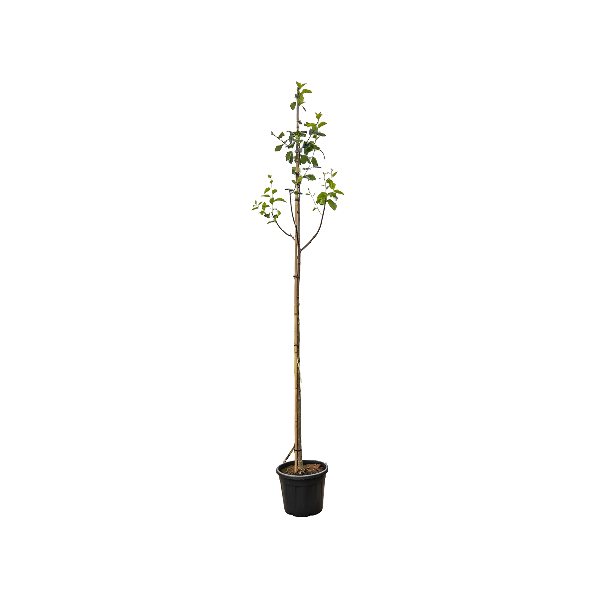 Lijsterbes 'Henk Vink' | Sorbus latifolia 'Henk Vink'