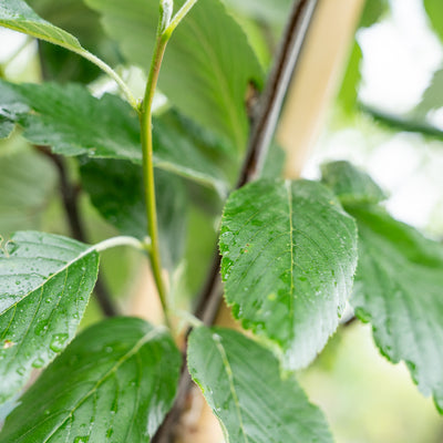 Lijsterbes 'Henk Vink' | Sorbus latifolia 'Henk Vink'