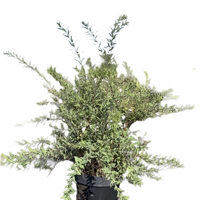 Spierstruik | Spiraea cinerea 'Grefsheim'