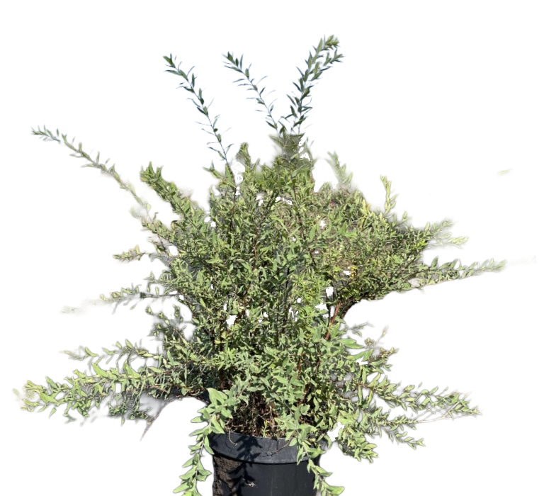 Spierstruik | Spiraea cinerea 'Grefsheim'