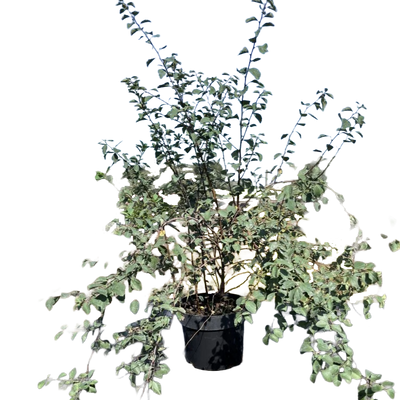 Spierstruik | Spiraea vanhouttei