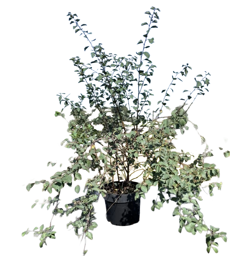 Spierstruik | Spiraea vanhouttei