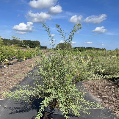 Spierstruik | Spiraea cinerea 'Grefsheim'
