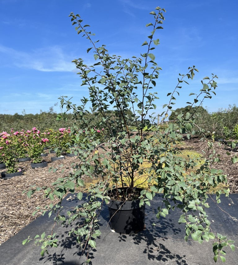 Spierstruik | Spiraea vanhouttei
