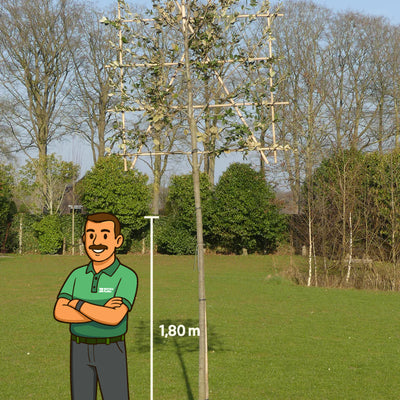 Steeneik leiboom | Quercus ilex