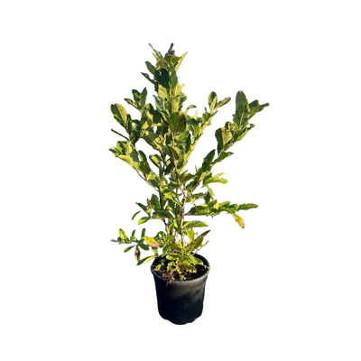 Stermagnolia | Magnolia stellata