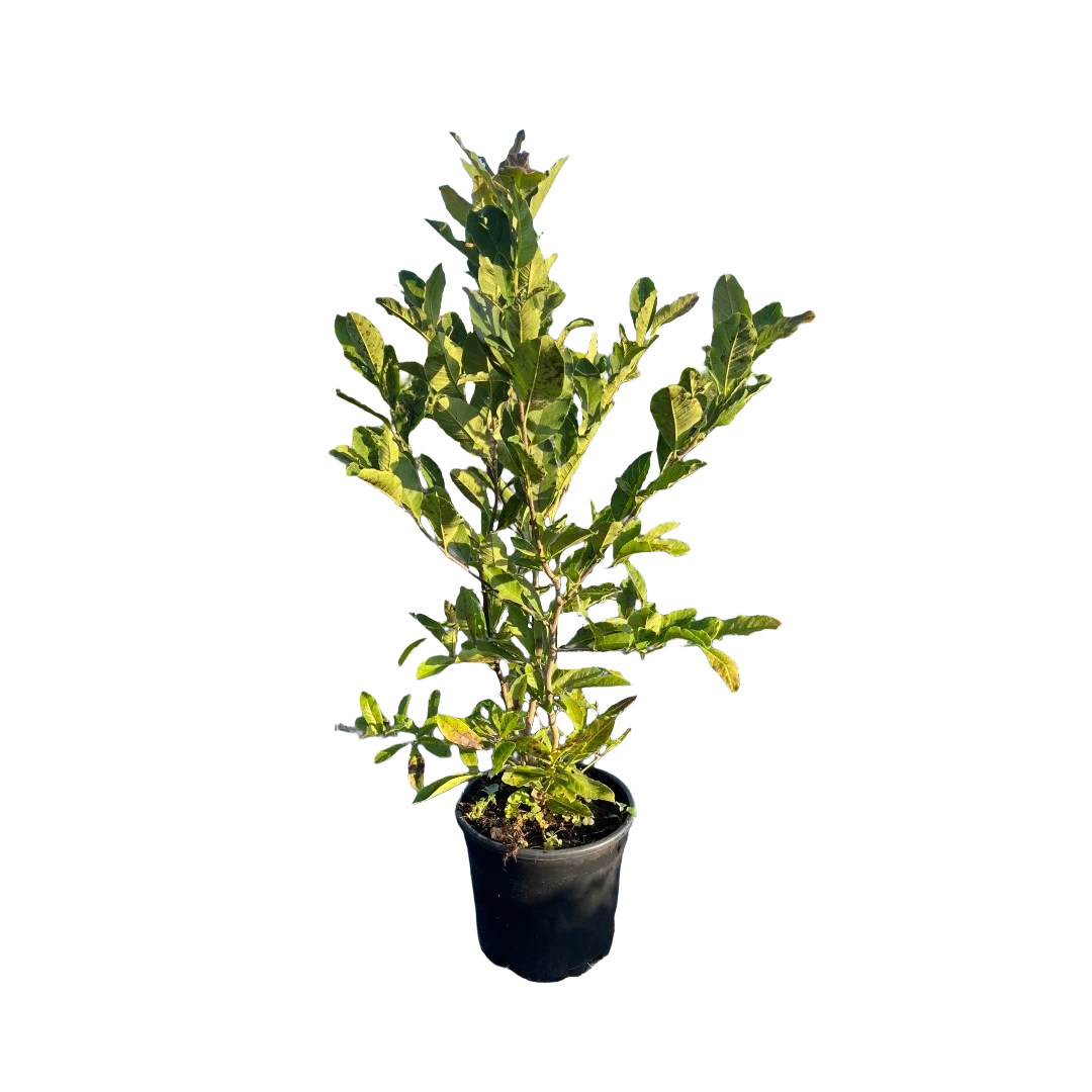 Stermagnolia | Magnolia stellata