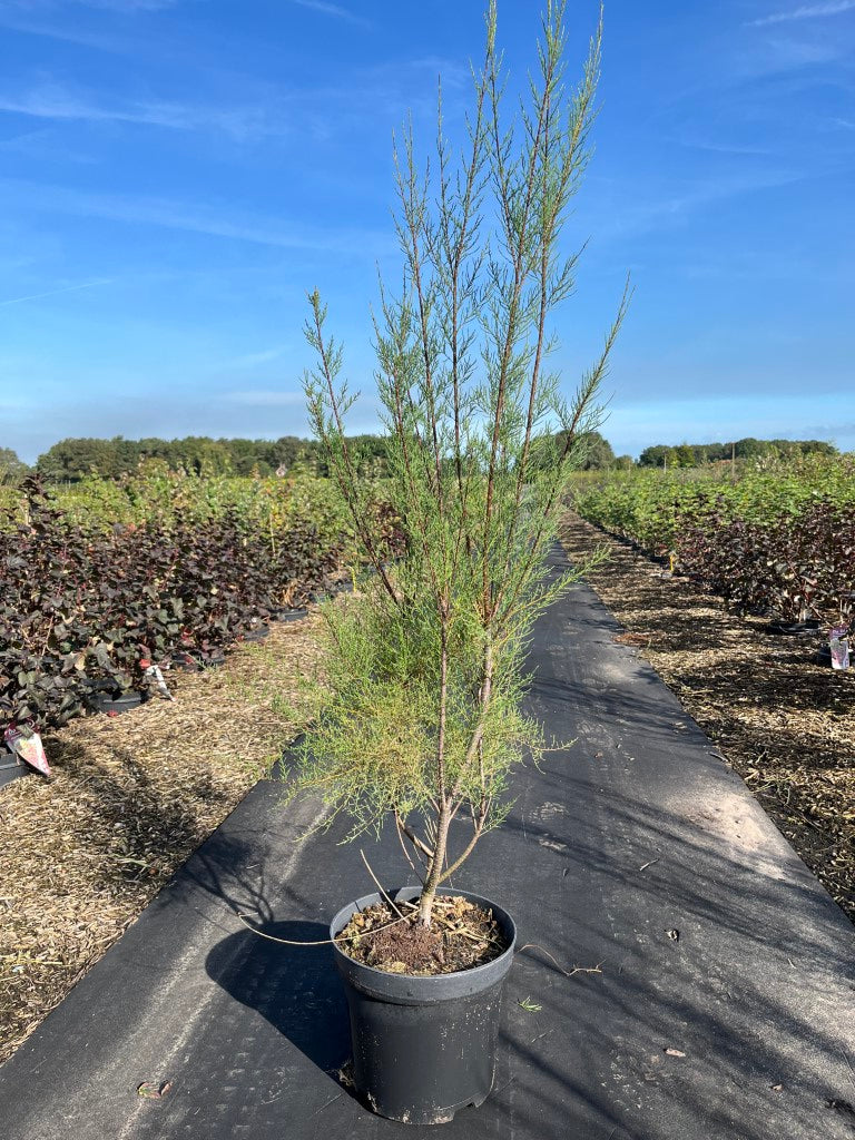 Tamarix tetrandra