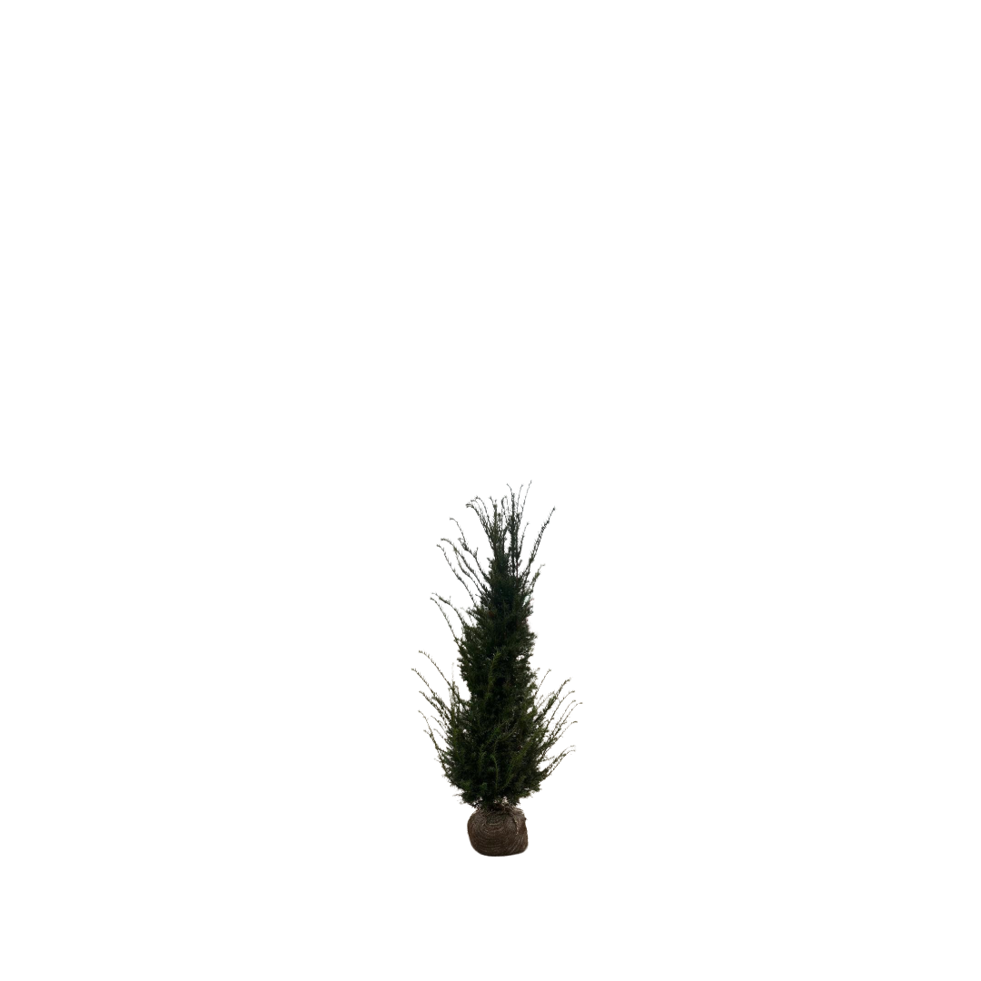Taxushaag | Taxus baccata