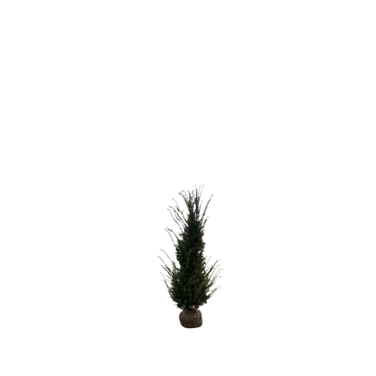 Taxushaag | Taxus baccata