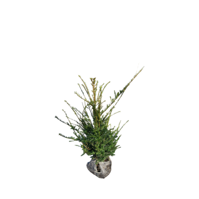 Taxushaag | Taxus baccata