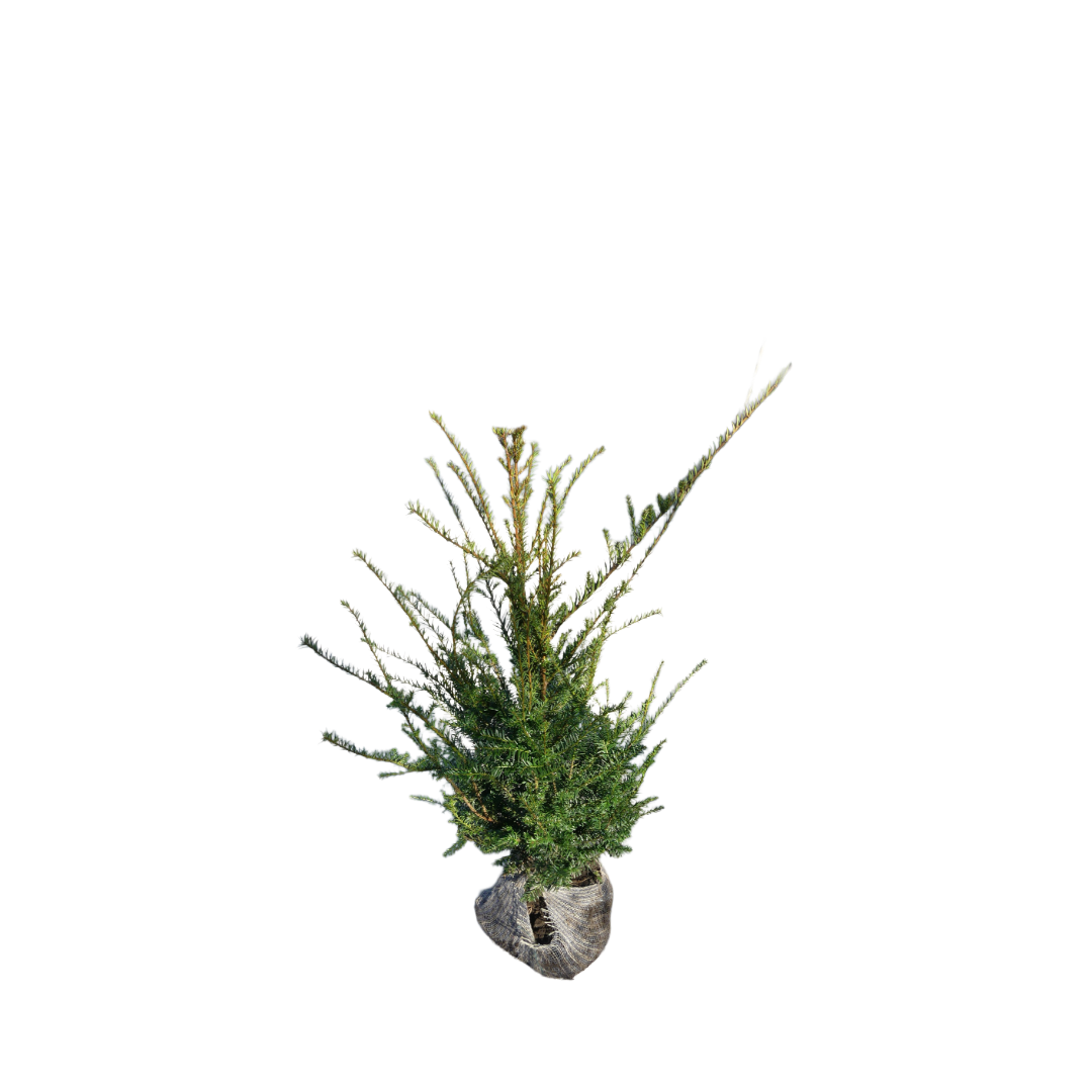 Taxushaag | Taxus baccata