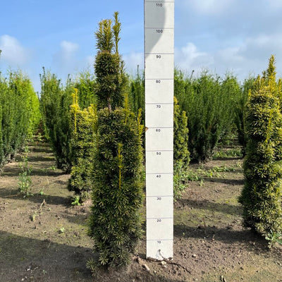 Venijnboom | Taxus baccata 'David'