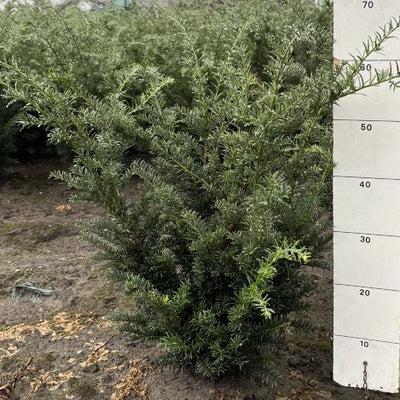 Taxus baccata 'Höpken's Gigant'