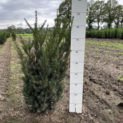 Taxushaag | Taxus media 'Hillii'