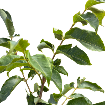 Bijenboom | Tetradium daniellii